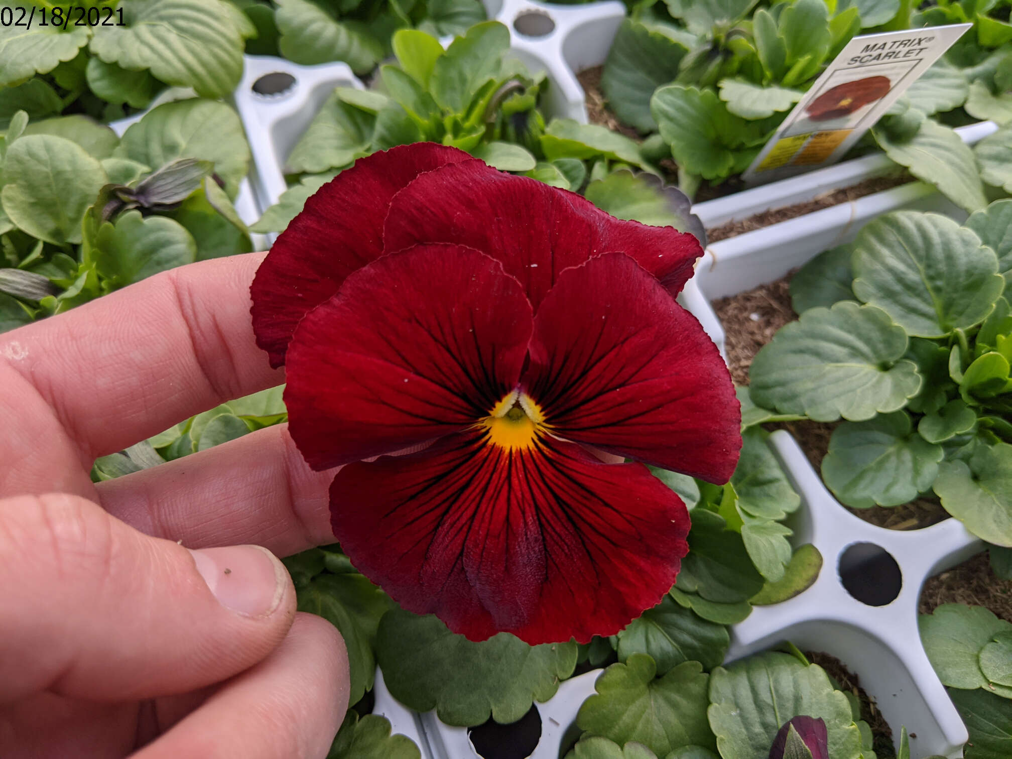 Scarlet Pansy Bloom