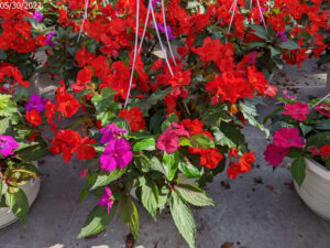 Mardi Gras 12in Basket Combo