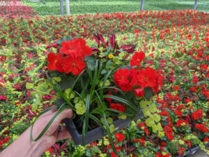 Red River Small Square Combo