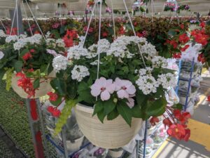Strawberries And Cream 12in Basket Combo