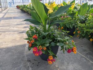 Heat Stroke Large Round Combo