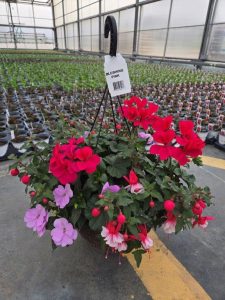 12inBKST BLUSHING PINK