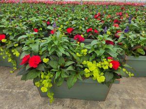 XL WINDOW BOX WINDOW GARDEN