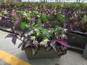 XL WINDOWBOX JURASSIC shade