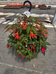 12inBKST BEAUVILLIA