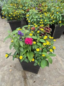 LGSQ BUTTERFLY GARDEN