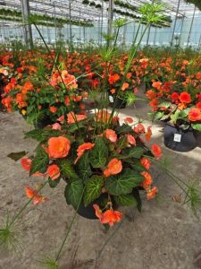 SMRD BEGONIA ASSORTED