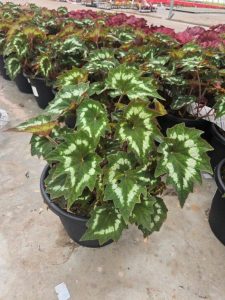 SMRD PLANTER BEGONIA REX EMERALD RING