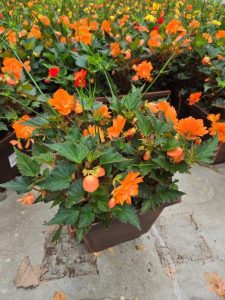 SMSQ ASSORTED BEGONIA
