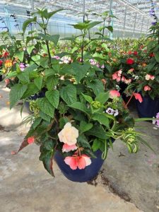 XL APPLEBLOSSOM