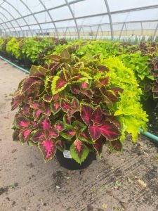 LGRD SUN COLEUS