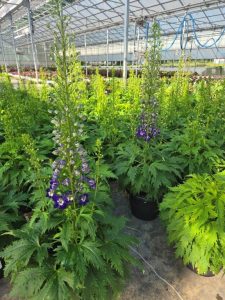 SMRD DELPHINIUM BLUE FABULOUSA