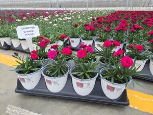 801PER DIANTHUS CARMEN PURPLE