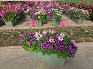 XL WINDOWBOX PINK MARSHMELLOW