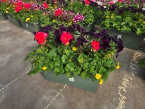 XL WINDOWBOX WATERMELON SUGAR