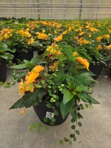 LGRD HOT WIRED SHADE