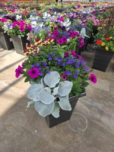 LGSQ BLUE SUEDE SHOES