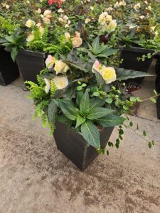 LGSQ FIRST KISS SHADE