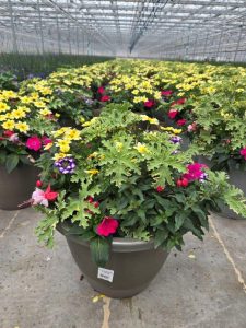 XL STRAWBERRIES N CREAM