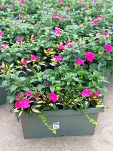 XL WINDOWBOX WINDOW GARDEN