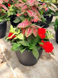 LGRD CHERRY CHEESECAKE SHADE 