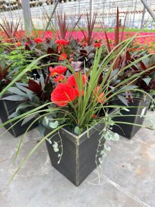 LGSQ SALMON SENSATION SHADE 