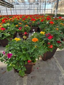 SMSQ MEMORIAL DAY PLANTER 