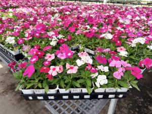 606ANN VINCA CORA CASCADE MIX