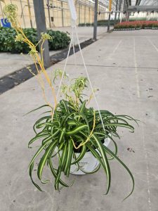 10BKST CHLOROPHYTUM BONNIE