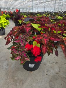 LGRD CHERRY BOMB SHADE 
