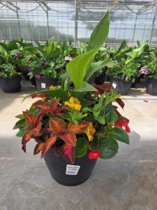 LGRD GOLDEN FLAME