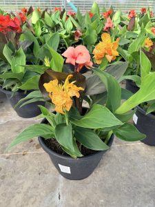 LGRD CANNA MULITICOLORED