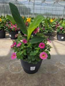 LGRD PINK SUNRAY