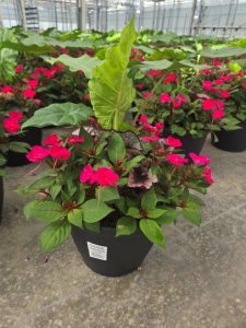 LGRD SHADE GARDEN
