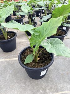 SMRD PLTR ALOCASIA PORTADORA