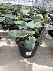 SMRD ALOCASIA YUCATAN
