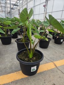 SMRD PLTR COLOCASIA BLUE HAWAII