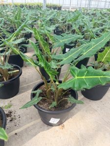 SMRD PLTR ALOCASIA SARIAN