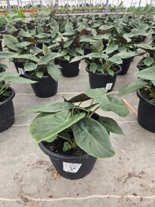 SMRD PLTR ALOCASIA WENTII