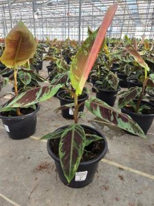 SMRD PLTR BANANA ZEBRINA