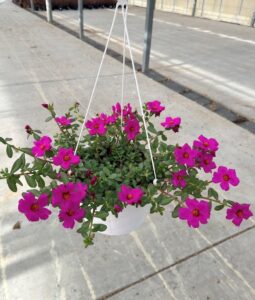 10BKST PORTULACA ASSORTED