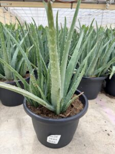 SMRD PLANTER ALOE VERA 