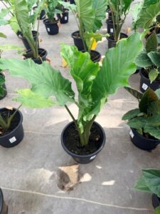 SMRD PLTR ALOCASIA PORTADORA 