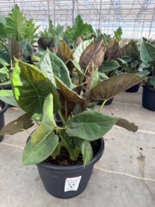 SMRD PLTR ALOCASIA WENTII 