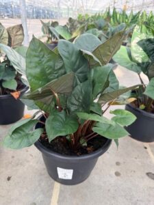 SMRD PLTR ALOCASIA YUCATAN 