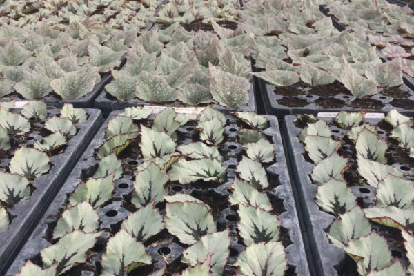 Mesmerizing Begonias trays.