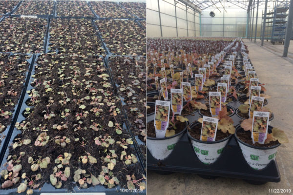 Side by side of Heuchera tissue culture freshly stuck then only a few short weeks later in 1201s.