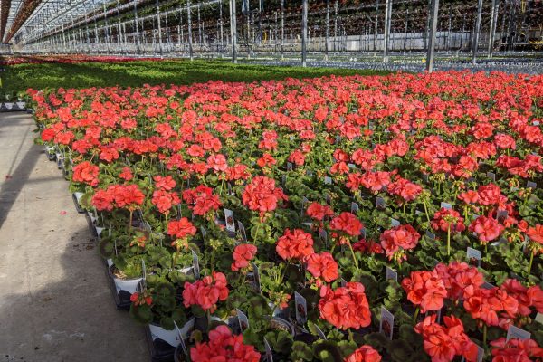 1001 Geranium Crop