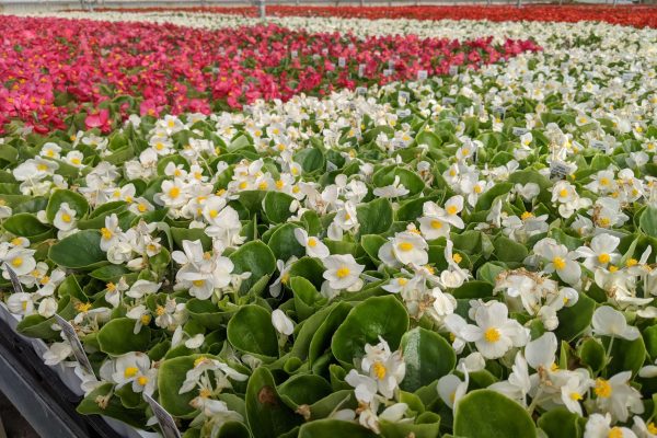606 Begonia Crop