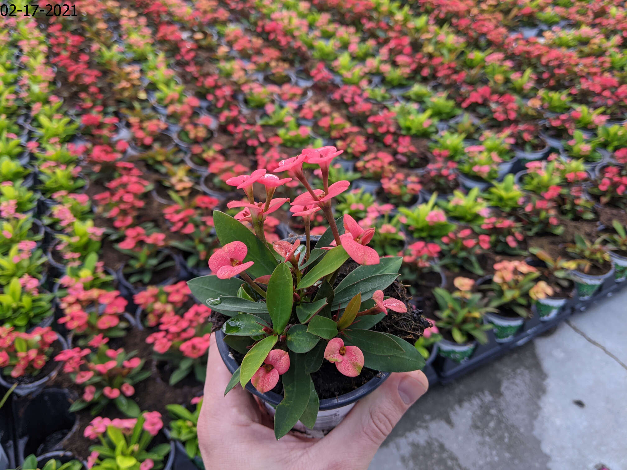 Homepage Neosho Gardens